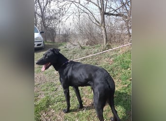 Kormos VA - aufgeweckt, menschenbezogen