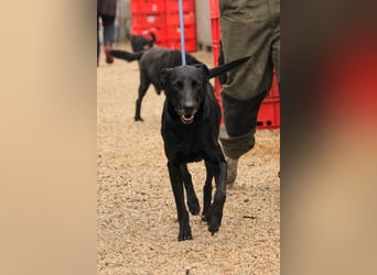 Kormos VA - aufgeweckt, menschenbezogen