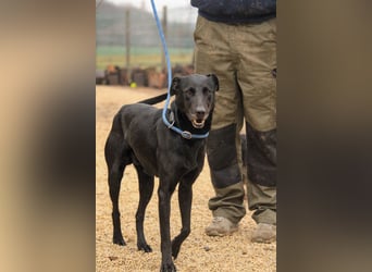 Kormos VA - aufgeweckt, menschenbezogen