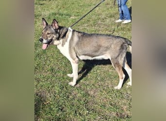 Menta - ruhig, verträglich, dickköpfig 