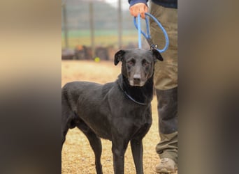 Kormos VA - aufgeweckt, menschenbezogen