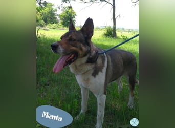 Menta - ruhig, verträglich, dickköpfig 