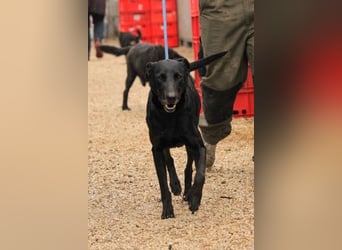 Kormos VA - aufgeweckt, menschenbezogen