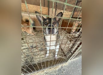 Menta - ruhig, verträglich, dickköpfig 