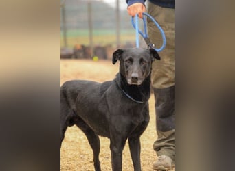 Kormos VA - aufgeweckt, menschenbezogen