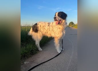 Liebenswerter Riese ARNO sucht sein Zuhause (auf PS in PLZ 64560)