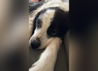 ARNO - liebenswerter Rüde sucht sein Für-Immer-Zuhause