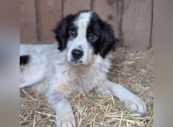 ARNO - liebenswerter Rüde sucht sein Für-Immer-Zuhause