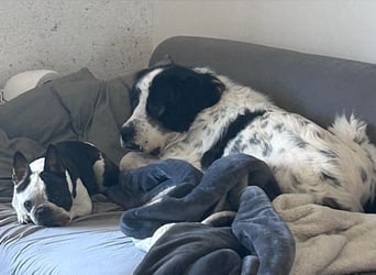 Liebenswerter Riese ARNO sucht sein Zuhause (auf PS in PLZ 64560)