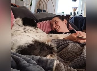 ARNO - liebenswerter Rüde sucht sein Für-Immer-Zuhause