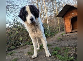 Liebenswerter Riese ARNO sucht sein Zuhause (auf PS in PLZ 64560)