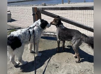 Liebenswerter Riese ARNO sucht sein Zuhause (auf PS in PLZ 64560)