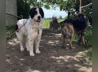 Liebenswerter Riese ARNO sucht sein Zuhause (auf PS in PLZ 64560)