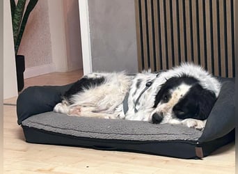ARNO - neugieriger Riese sucht seine Menschen