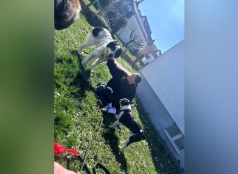 Arno – ein stiller Begleiter mit neugieriger Seite