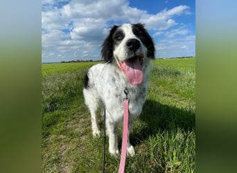 Liebenswerter Riese ARNO sucht sein Zuhause (auf PS in PLZ 64560)