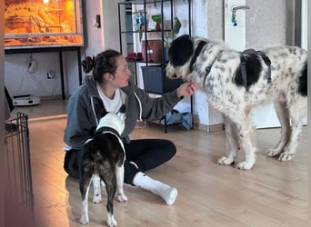 ARNO - liebenswerter Rüde sucht sein Für-Immer-Zuhause