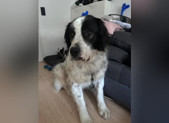 Liebenswerter Riese ARNO sucht sein Zuhause (auf PS in PLZ 64560)