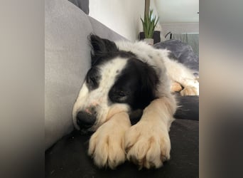 ARNO - liebenswerter Rüde sucht sein Für-Immer-Zuhause