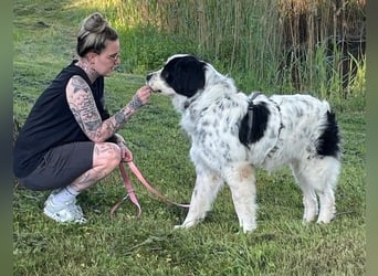Arno – ein stiller Begleiter mit neugieriger Seite