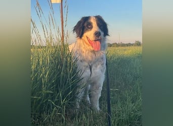 Arno – ein stiller Begleiter mit neugieriger Seite