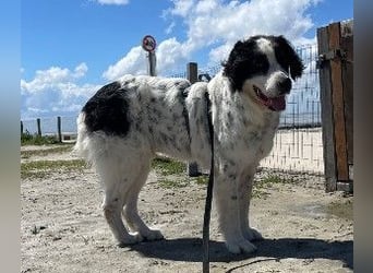 Liebenswerter Riese ARNO sucht sein Zuhause (auf PS in PLZ 64560)