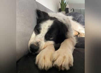 Liebenswerter Riese ARNO sucht sein Zuhause (auf PS in PLZ 64560)