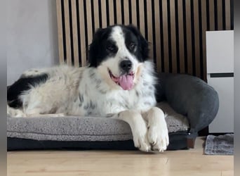 ARNO - neugieriger Riese sucht seine Menschen