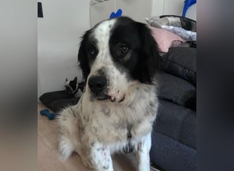 ARNO - liebenswerter Rüde sucht sein Für-Immer-Zuhause