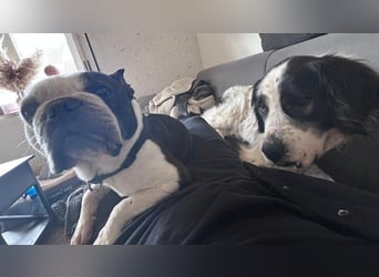 ARNO - liebenswerter Rüde sucht sein Für-Immer-Zuhause