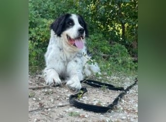 Arno – ein stiller Begleiter mit neugieriger Seite