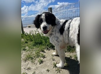 Liebenswerter Riese ARNO sucht sein Zuhause (auf PS in PLZ 64560)