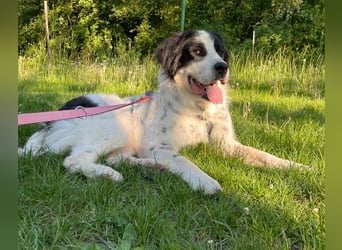 Liebenswerter Riese ARNO sucht sein Zuhause (auf PS in PLZ 64560)