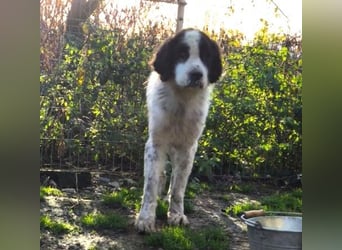 ARNO - liebenswerter Rüde sucht sein Für-Immer-Zuhause