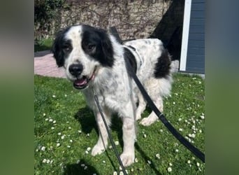 ARNO - liebenswerter Rüde sucht sein Für-Immer-Zuhause