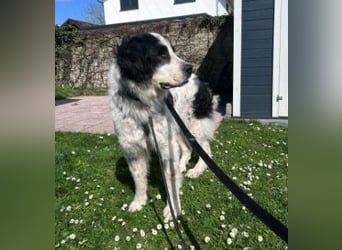 Liebenswerter Riese ARNO sucht sein Zuhause (auf PS in PLZ 64560)