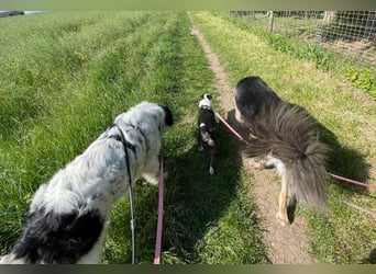 Liebenswerter Riese ARNO sucht sein Zuhause (auf PS in PLZ 64560)