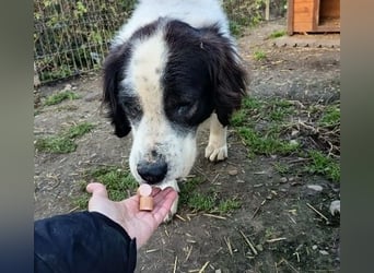 ARNO - liebenswerter Rüde sucht sein Für-Immer-Zuhause