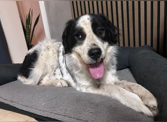 ARNO - liebenswerter Rüde sucht sein Für-Immer-Zuhause