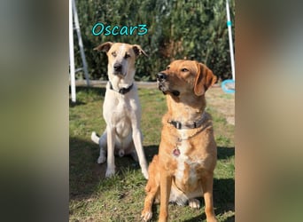 NOTFALL Oscar3 geb. 12/2020 (in Deutschland) - ausgeglichener Griechischer Herdenschutzhund Mix!