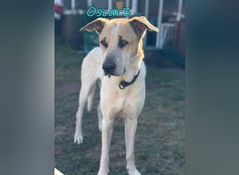 NOTFALL Oscar3 geb. 12/2020 (in Deutschland) - ausgeglichener Griechischer Herdenschutzhund Mix!