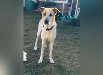 NOTFALL Oscar3 geb. 12/2020 (in Deutschland) - ausgeglichener Griechischer Herdenschutzhund Mix!