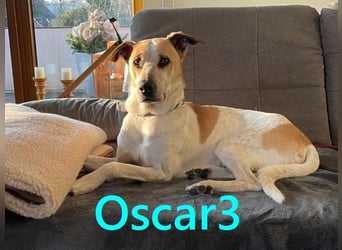 NOTFALL Oscar3 geb. 12/2020 (in Deutschland) - ausgeglichener Griechischer Herdenschutzhund Mix!