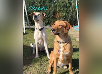 NOTFALL Oscar3 geb. 12/2020 (in Deutschland) - ausgeglichener Griechischer Herdenschutzhund Mix!