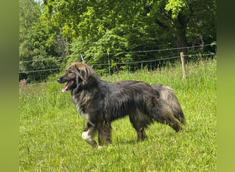 THEO, toller Kumpeltyp, 2 Jahre, 66 cm, Pflegestelle Kircheib, Tierschutz Rumänien