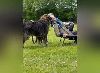 THEO, toller Kumpeltyp, 2 Jahre, 66 cm, Pflegestelle Kircheib, Tierschutz Rumänien