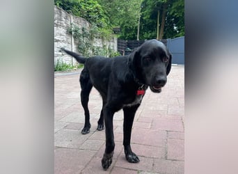 ♥OBELIX♥ neu auf Pflegestelle bei Köln - verschmuster, wahnsinnig toller Traumhund 62 cm