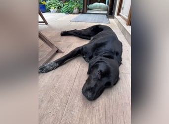 ♥OBELIX♥ neu auf Pflegestelle bei Köln - verschmuster, wahnsinnig toller Traumhund 62 cm