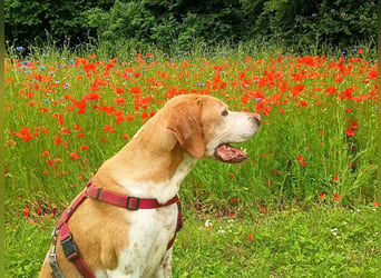 ♥BEAU♥ verliert sein Zuhause in Gelsenk-verschmuster, fitter,gut erzogener Labrador-PointerRüde 63cm