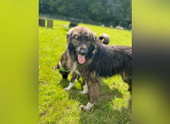 THEO, toller Kumpeltyp, 2 Jahre, 66 cm, Pflegestelle Kircheib, Tierschutz Rumänien
